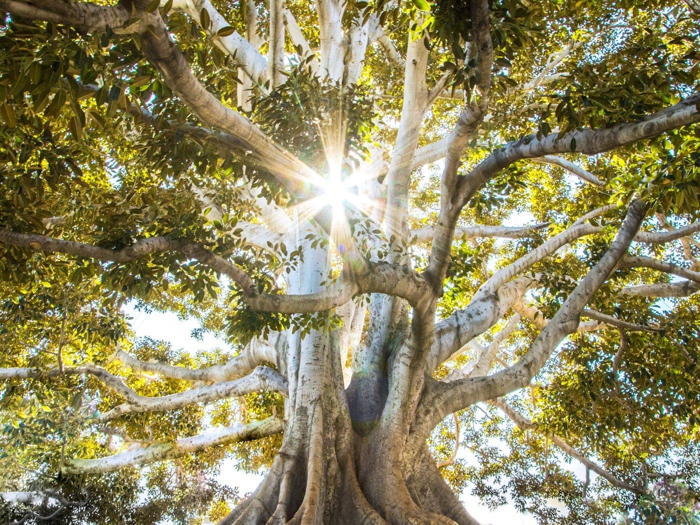Zonlicht valt door de bomen op een groen recreatieterrein